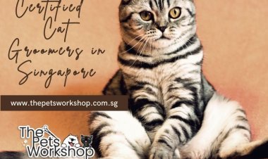 Cat Grooming Singapore | Cat Spa Singapore