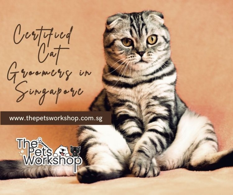 Cat Grooming Singapore | Cat Spa Singapore