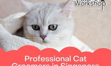 Who's Provide Best Professional Cat Grooming Service in Singapore?