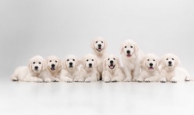 Few reasons why Golden Retrievers are the perfect breed for families.