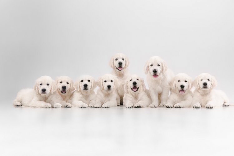 Few reasons why Golden Retrievers are the perfect breed for families.