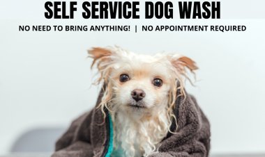 Self Service Dog Wash: Make Most Out Of Your Trip To Pet Wash Station