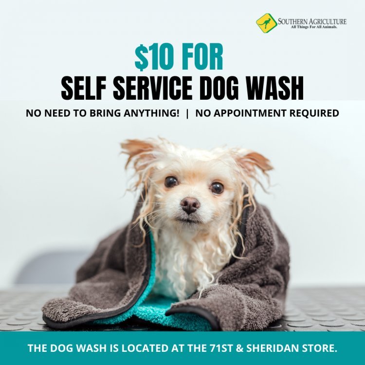 Self Service Dog Wash: Make Most Out Of Your Trip To Pet Wash Station