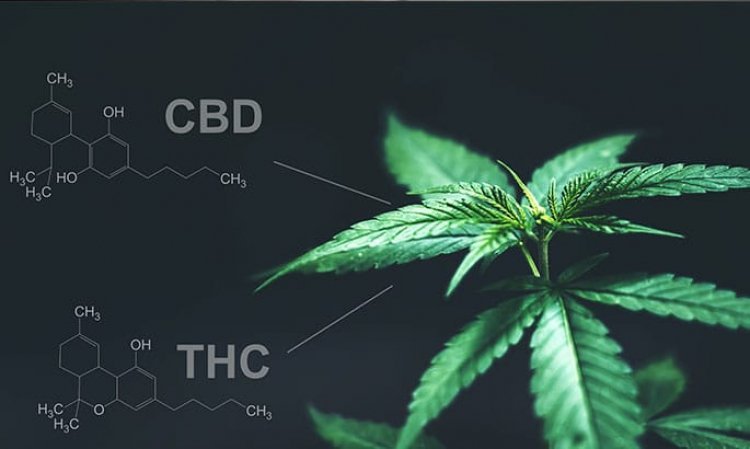 Benefits of CBD and THC together