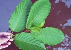 Maeng Da Kratom Types, Benefits and Side Effects