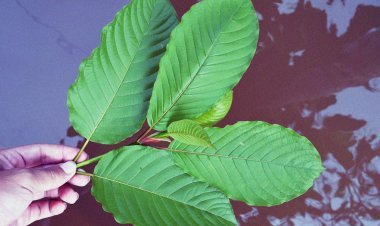Maeng Da Kratom Types, Benefits and Side Effects